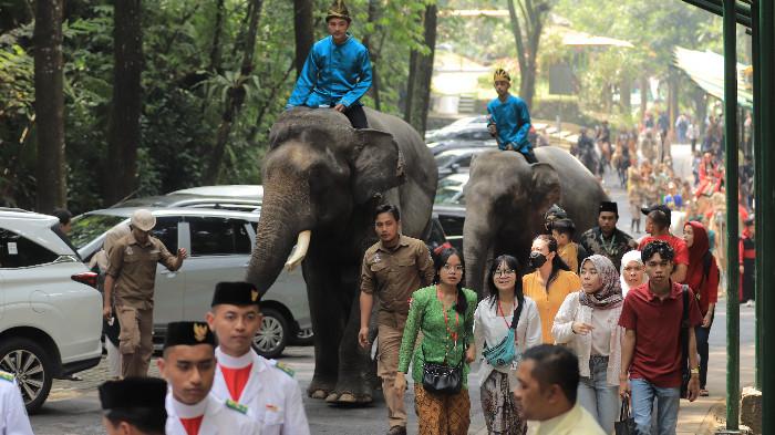 Meriahkan HUT ke-80 RI, Taman Safari Bogor Hadirkan Parade Satwa dan Promo Tiket Rp 180.000