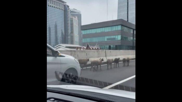 Macet Panjang Dikira Ada Polisi Razia, Ternyata Kawanan Kambing Masuk JLNT Casablanca