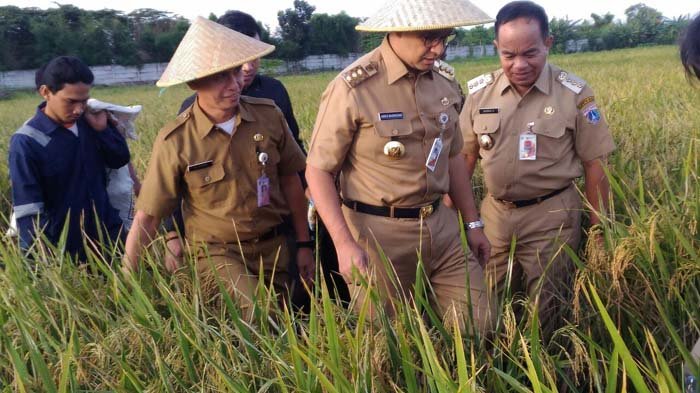 Anies Baswedan: Di Jakarta Masih Ada Lebih dari 300 Hektare Sawah