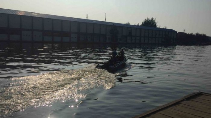 Kopaska Kembali Lihat Buaya Tampakkan Diri di Tanjung Priok