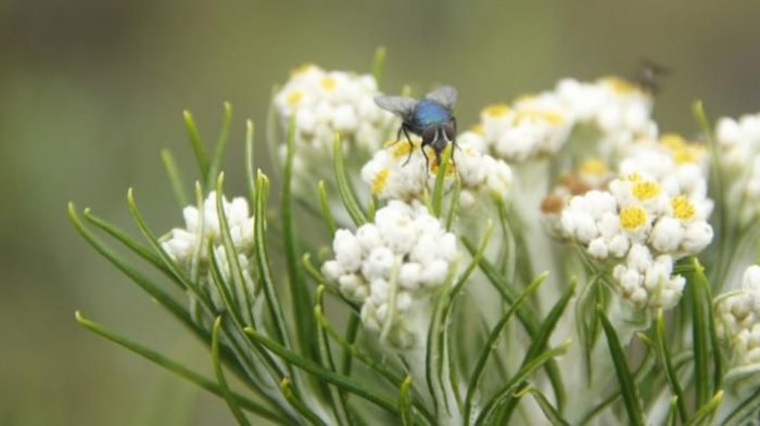 Kepergok Ambil Edelweiss di Gunung Buthak, Rombongan ini Terancam 5 Tahun Penjara, Denda Rp 100 Juta