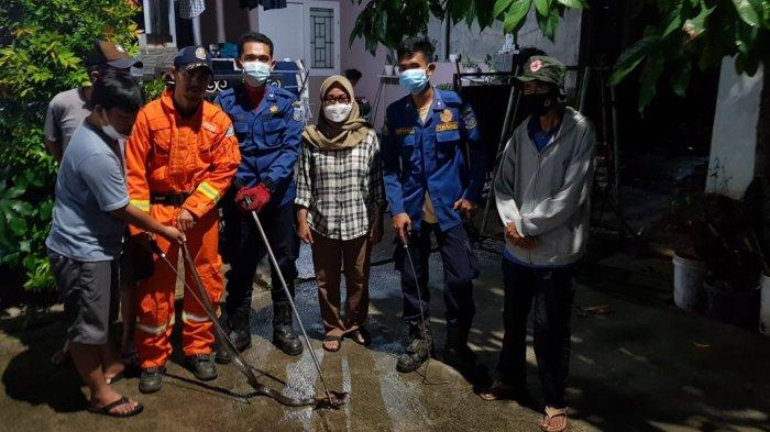 Warga Pondok Aren Geger, Ular Kobra Jawa Sepanjang 1,3 Meter Hidup di Pekarangan Rumah Sejak Lama