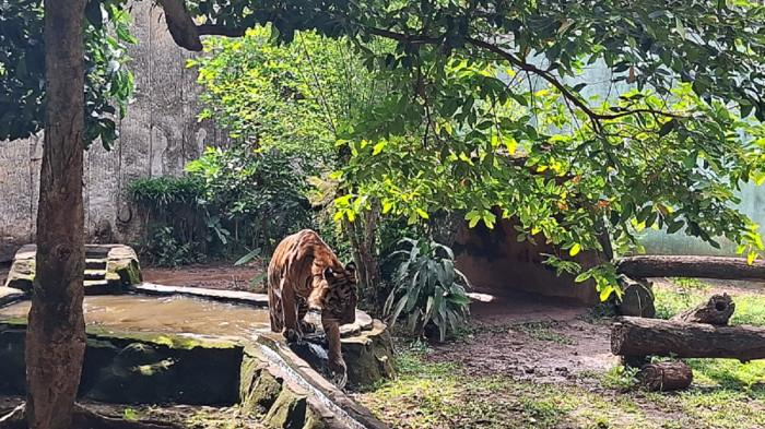 HARIMAU RAGUNAN -  Gubernur DKI Jakarta Pramono Anung meninjau Taman Margasatwa Ragunan, Jakarta Selatan, Kamis (20/11/2025) pagi. Mengecek langsung kondisi harimau yang kondisinya kurus, Kams (20/11/2025) (Foto: Yolanda Putri Dewanti)