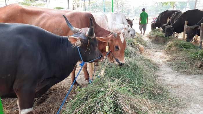 Pesan DLHK Kota Depok Jangan Buang Sampah Limbah Hewan Kurban Sembarang, Begini Tata Caranya