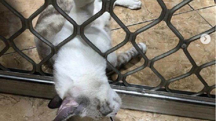 Ini 8 Hal yang Membuat Kucing Anda Merasa Tidak Nyaman, bahkan Bisa Marah