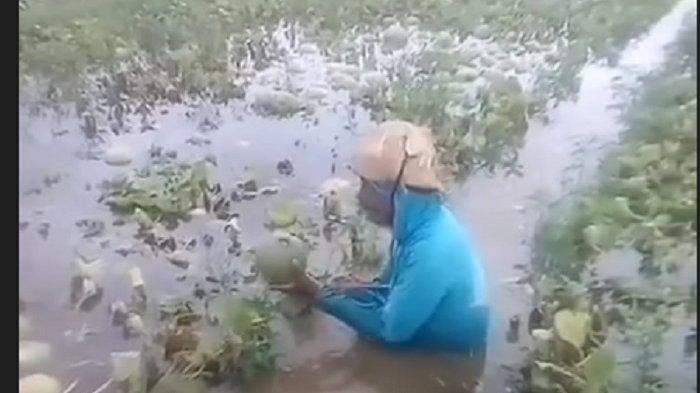 Isak Tangis Petani Melon Gagal Panen Karena Sawahnya Terendam Banjir