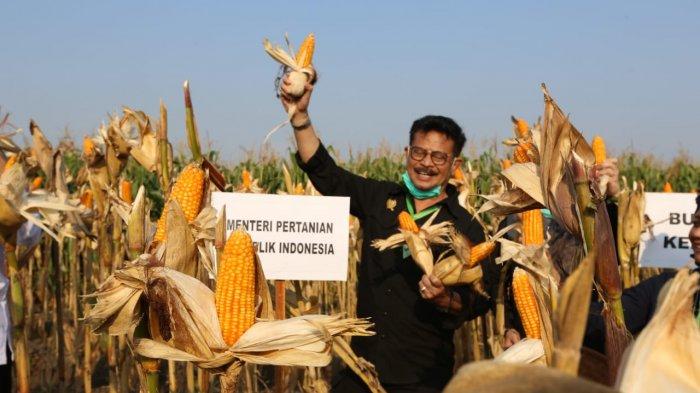 Pengamat Sebut PDB Triwulan-II 2020 Buktikan Sektor Pertanian Melesat di saat Pandemi Covid