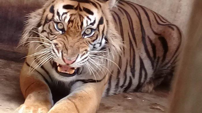 BBKSDA Riau Sebut 3 Harimau yang Keroyok Petani Tak Berniat Membunuh: Sedang Ajari Anak Berburu