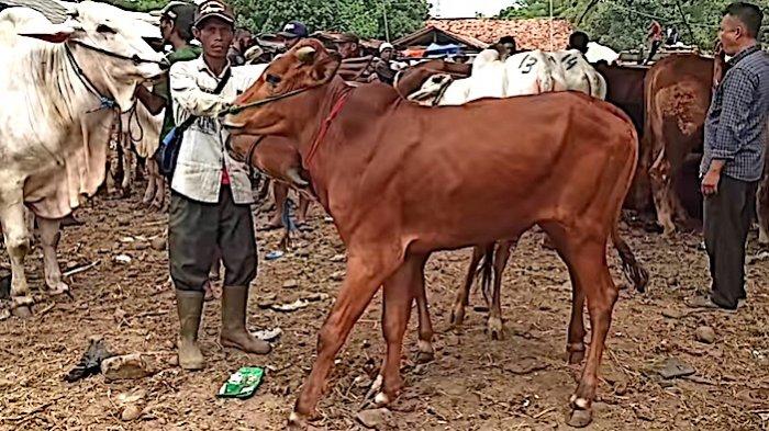 Sudin Perhubungan Turun Tangan, Dirikan Posko Pengecekan Hewan Ternak untuk Cegah Masuknya Wabah PMK