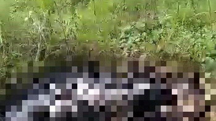 Motif Pembunuhan ABG yang Jasadnya Dibakar di Cisauk Terungkap, Tersangka Sakit Hati Lamaran Ditolak