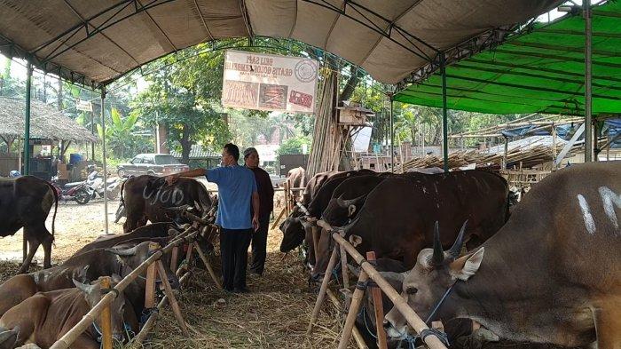 Pedagang Hewan Kurban di Tangsel Laris Manis Jual Sapi dan Kambing di Tengah Pandemi, Begini Kiatnya