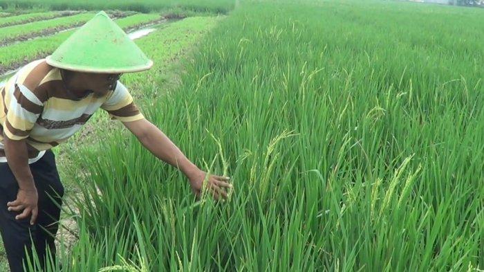 Pemkab Karawang Optimistis Melihat Potensi Panen Padi, meski Cuaca tak Menentu
