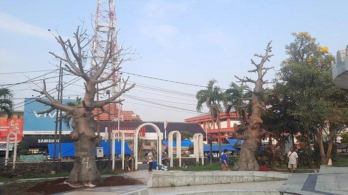Pemkab Karawang Terpaksa Gusur Pohon Baobab Berharga Ratusan Juta Rupiah, Dampak Renovasi Alun-alun