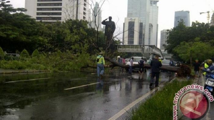 Hujan Deras, Pohon Tumbang Timpa Mobil di Jalan Sudirman
