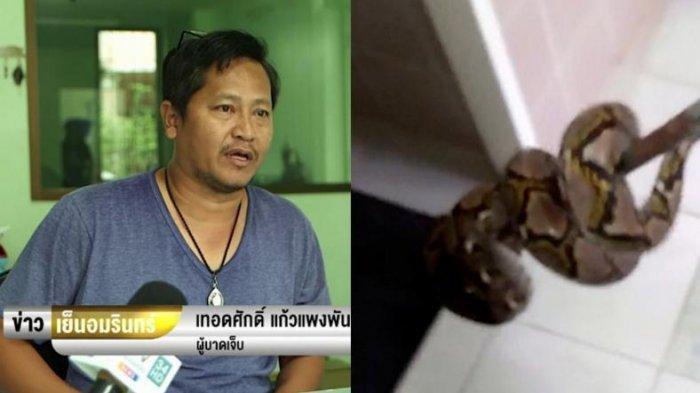 Kemaluan Seorang Pria Dipatuk Ular Piton Sampai Dijahit Model Begini