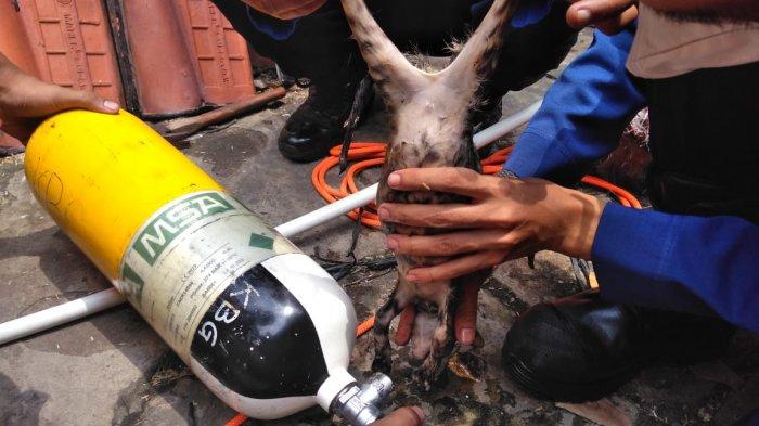 Lima Petugas Dikerahkan Selamatkan Anak Kucing yang Terperosok ke Lubang Mesin Pompa Air