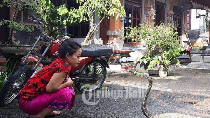 Wanita Bali Ini Dijuluki Dewi Ular, Ajak Tidur Hingga Pentas Bersama Ular Piton