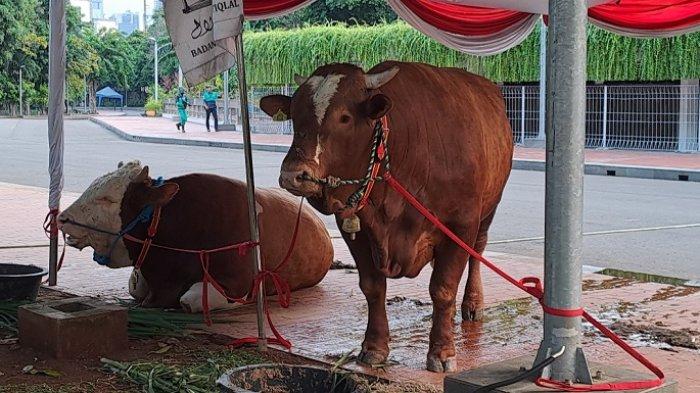 Cegah Antraks Sejak Dini, Dinas KPKP DKI Jakarta Vaksinasi Sekitar 5.000 Ekor Sapi Ternak