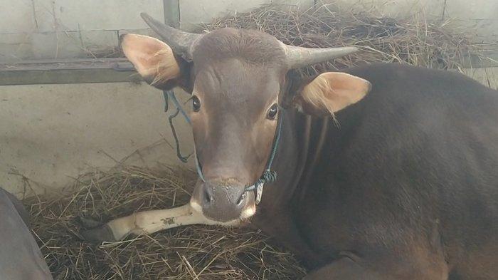 Jelang Iduladha Waspada saat Membeli Hewan Kurban, Perhatikan Beberapa Hal Penting Berikut