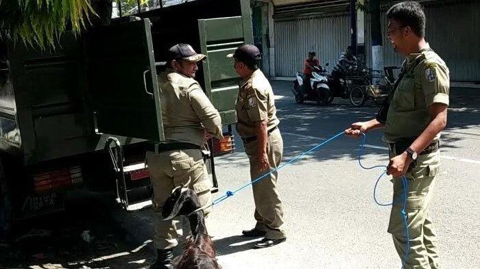 HEBOH! 8 Ekor Kambing Memakan Celana Dalam Milik Warga yang Sedang Dijemur Diamankan Satpol PP