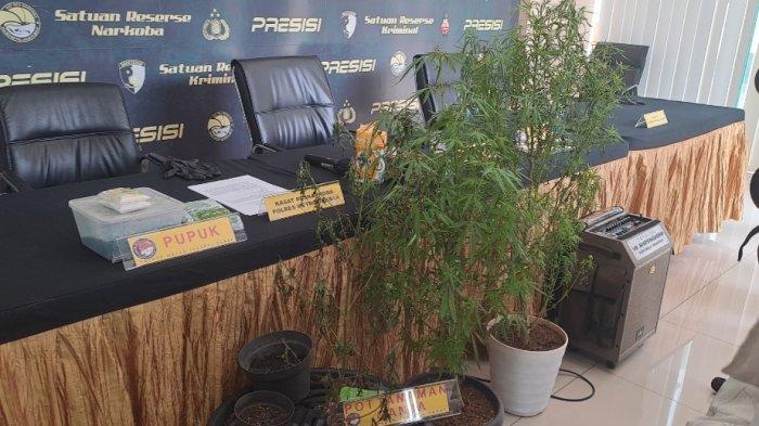 Pesulap Oge Arthemus Akui Tanam Ganja untuk Konsumsi Pribadi