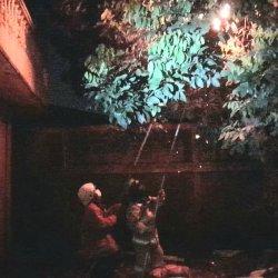 Evakuasi Sarang Tawon Raksasa di Ciracas Baru Bisa Dilakukan Malam Hari dengan Cara Dibakar