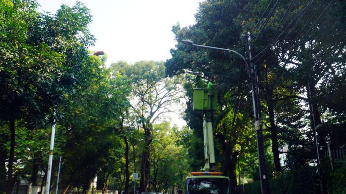 Foto-foto Cegah Pohon Tumbang, Petugas Pangkas Pohon Tua di Jakarta - terhadap-pohon.jpg