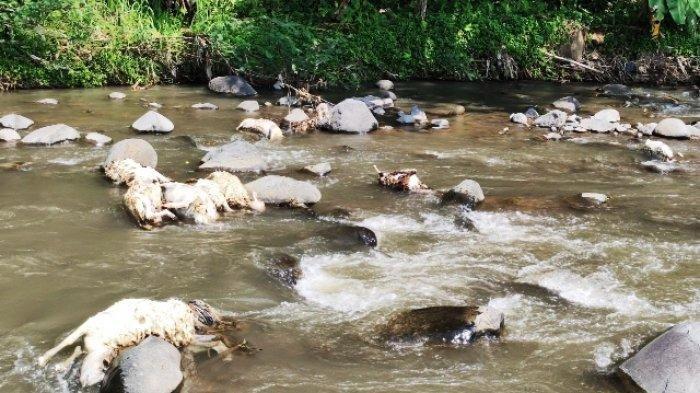 Kadis KPKP DKI Jakarta: Penyakit Antraks Bukan Hanya Menyerang Sapi, Tapi Kambing Juga