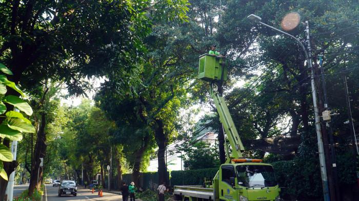Foto-foto Cegah Pohon Tumbang, Petugas Pangkas Pohon Tua di Jakarta - yang-sebelumnya.jpg