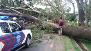 20170925-pohon-tumbang_20170925_170535.jpg