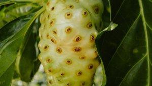 Buah-mengkudu-memiliki-sejumlah-manfaat-untuk-kesehatan.jpg