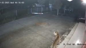 HARIMAU-BERKELIARAN.jpg