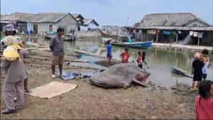 Ikan-Paus-di-Muaragembong.jpg