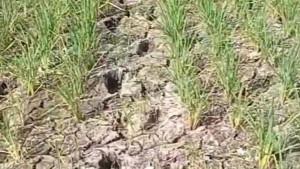 Kondisi-sawah-kekeringan-di-Kecamatan-Sukawangi-Kabupaten-Bekasi.jpg