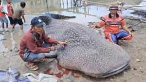 Nelayan-di-Kampung-Muara-Mati-dihebohkan-penemuan-hiu-tutul-pada-Selasa-3092025-pagi.jpg