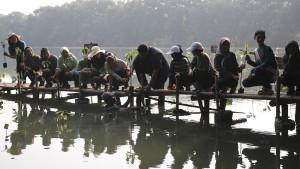 Penanaman-mangrove-ERHA.jpg