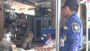 Proses-evakuasi-monyet-liar-di-Cibodas-Tangerang.jpg