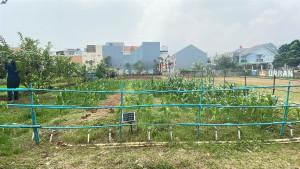 Suasana-urban-farming-Semanan-Sinergi.jpg