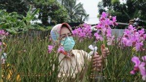 airin-panen-anggrek.jpg