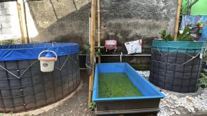 budidaya-azolla.jpg