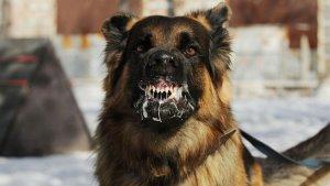 wartakota/ilustrasi-rabies-anjing.jpg