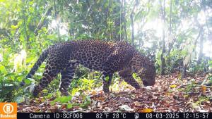 macan-tutul-karawang.jpg
