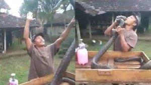 pawang-ular-tewas-digigit-king-kobra-peliharaannya.jpg