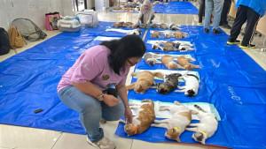sterilisasi-kucing-Minggu-1392025.jpg