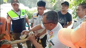 ular-sanca-pulogadung.jpg