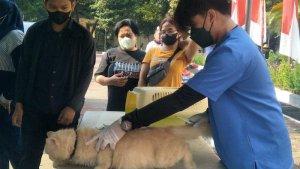 vaksin-rabies-di-sudin-kpkp-jakarta-timur3.jpg