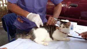 vaksin-rabies-hewan-peliharaan-di-bekasi.jpg