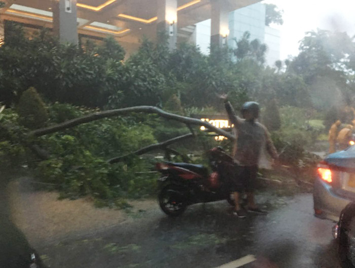 20171112-pohon-tumbang_20171211_144539.jpg