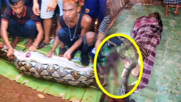Beginilah Penampakan Ular Piton yang Telan Wanita Secara Utuh