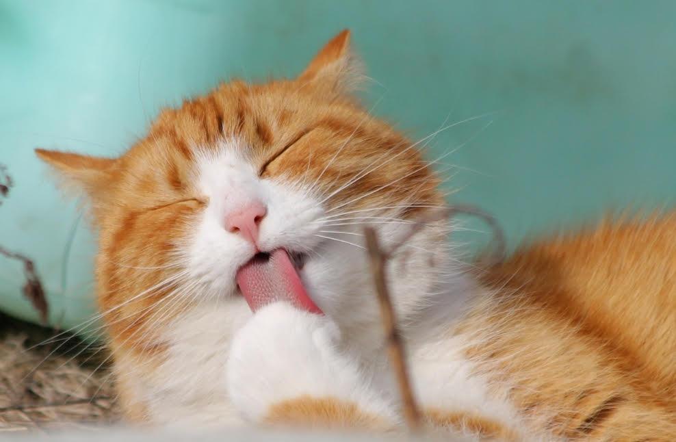 Alasan-Kucing-Senang-Jilati-Rambut.jpg